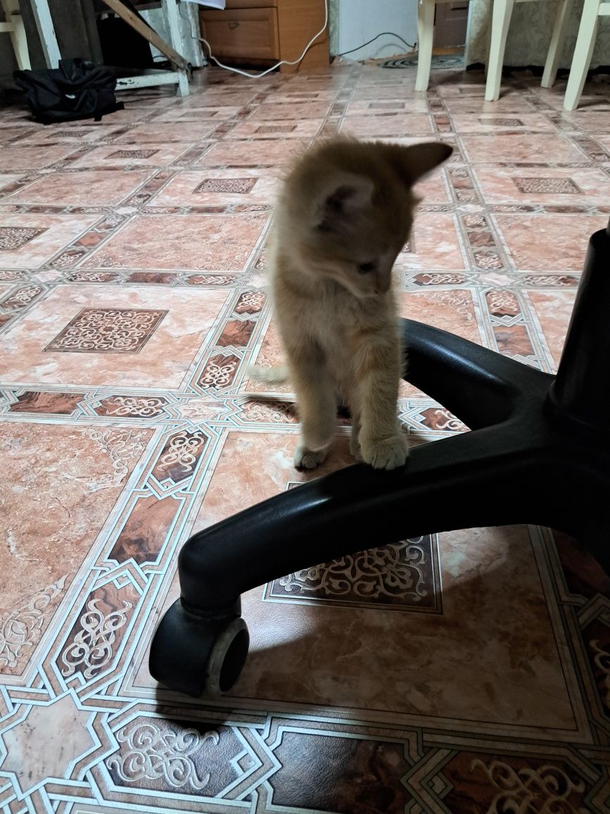 Отдам котёнка в хорошие руки