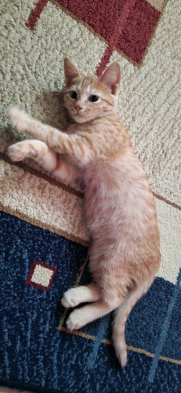 Котёнок девочка рыжая 1 месяц