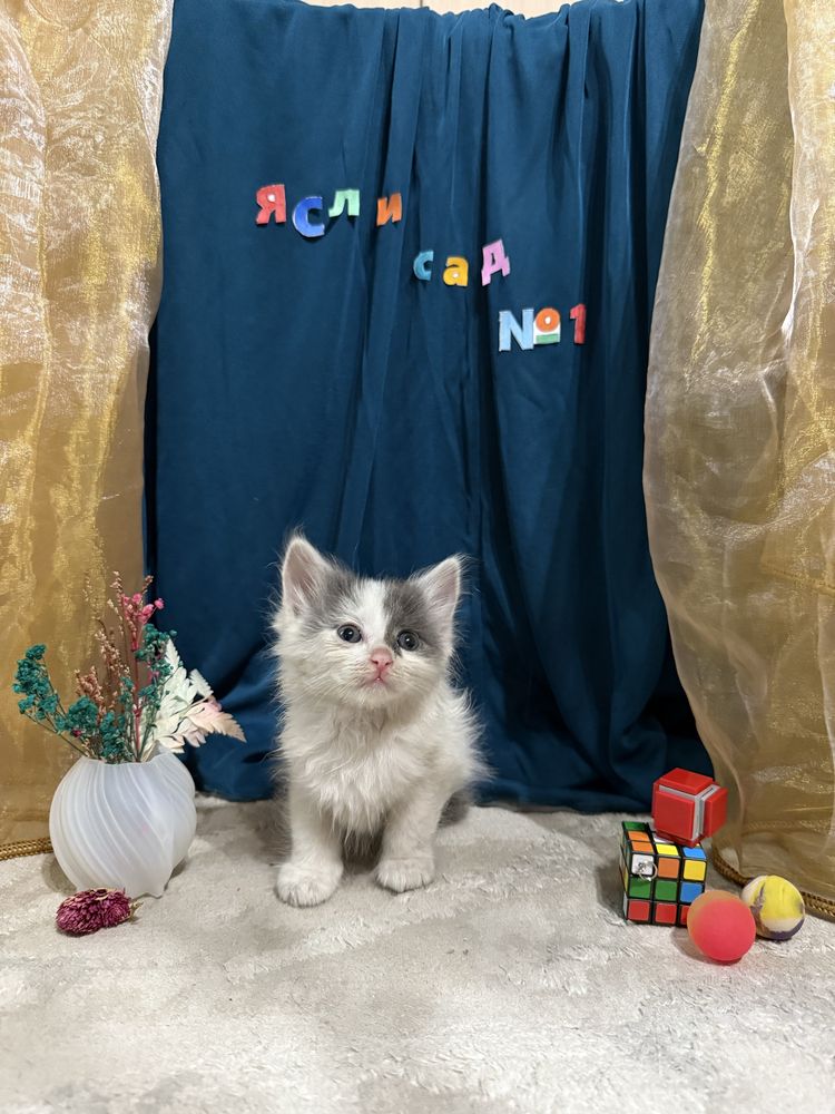 Котята выпускники ищут семью