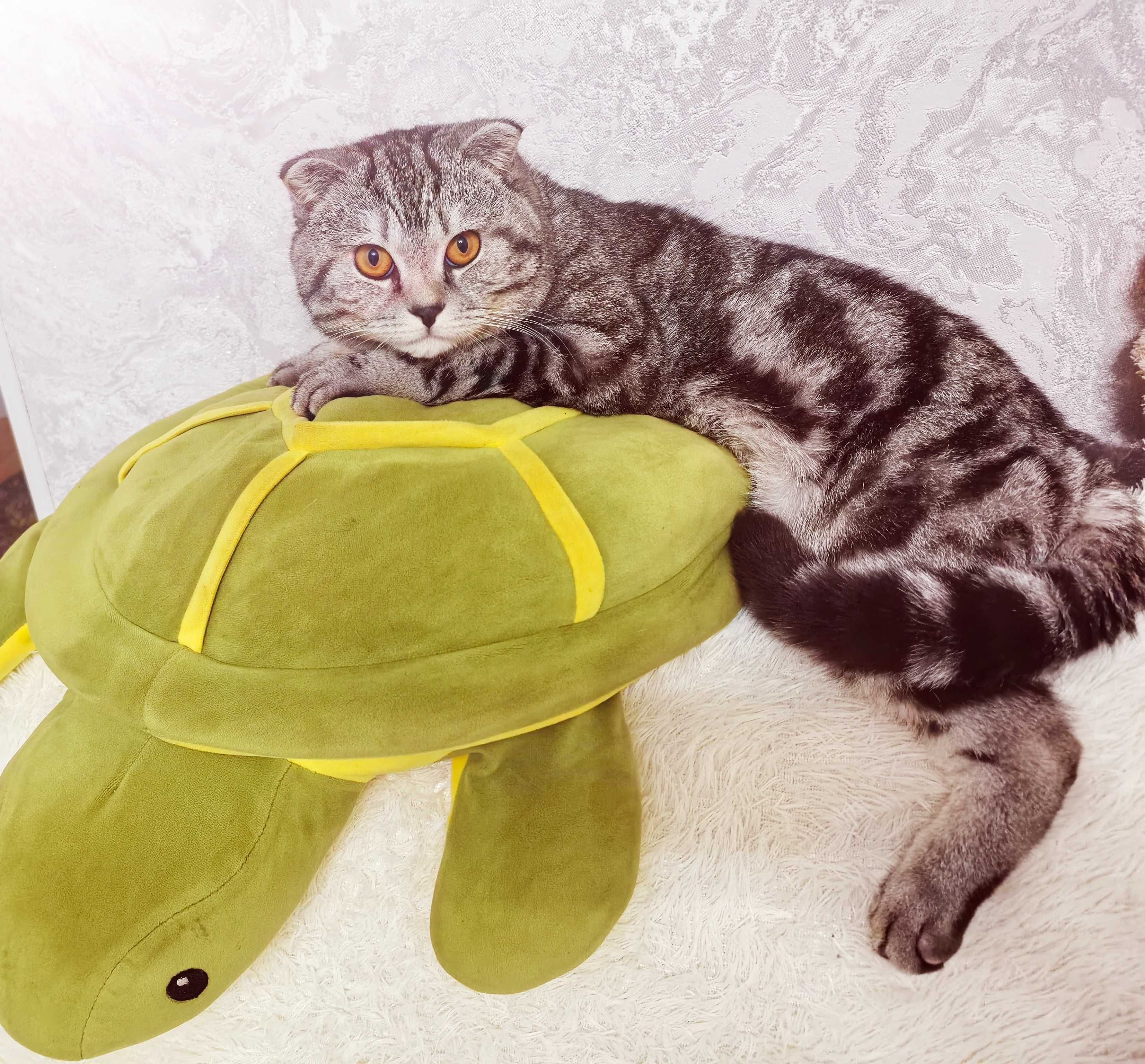 Шотландский вислоухий кот вязка.