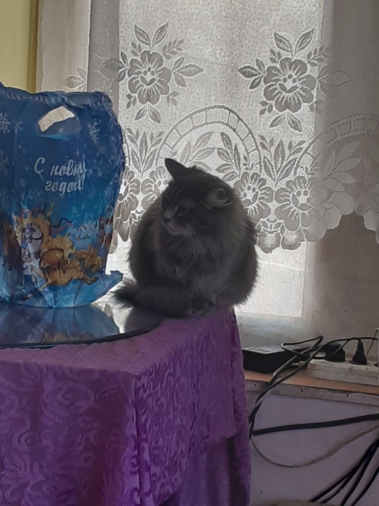 Отдам кошечку в добрые руки