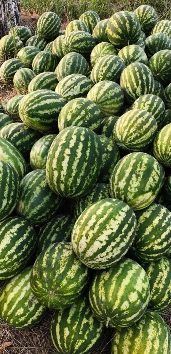Продам арбузы и дыни.