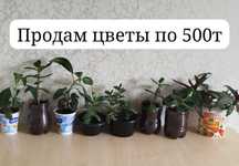 Продам цветы недорого