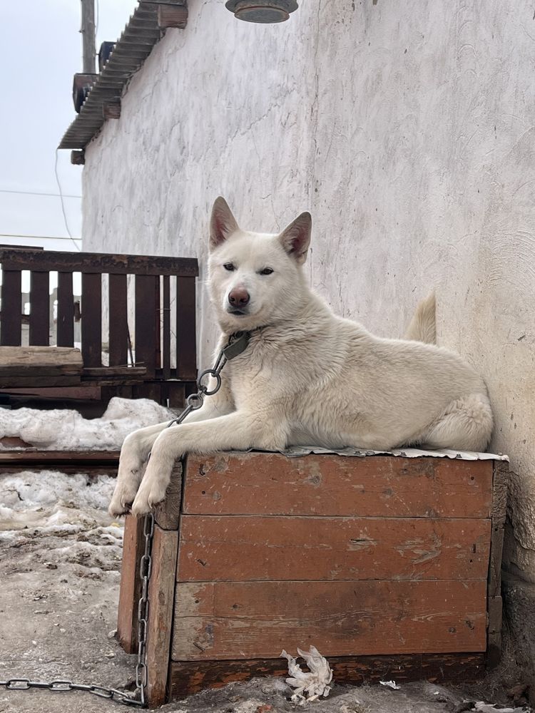 Лайка чисткровный
