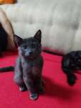 Отдадим котёнка мальчик и девочка 2,5 месяца