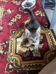 Котенок в хорошие руки :;     ‘
