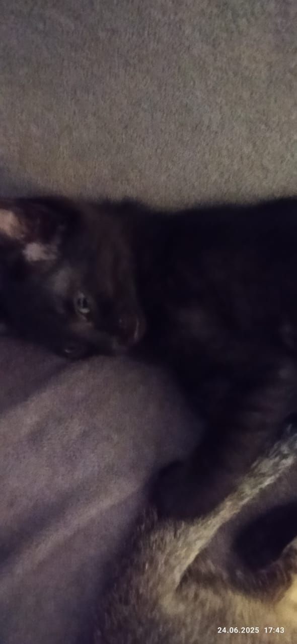 Отдам котят в хорошие руки