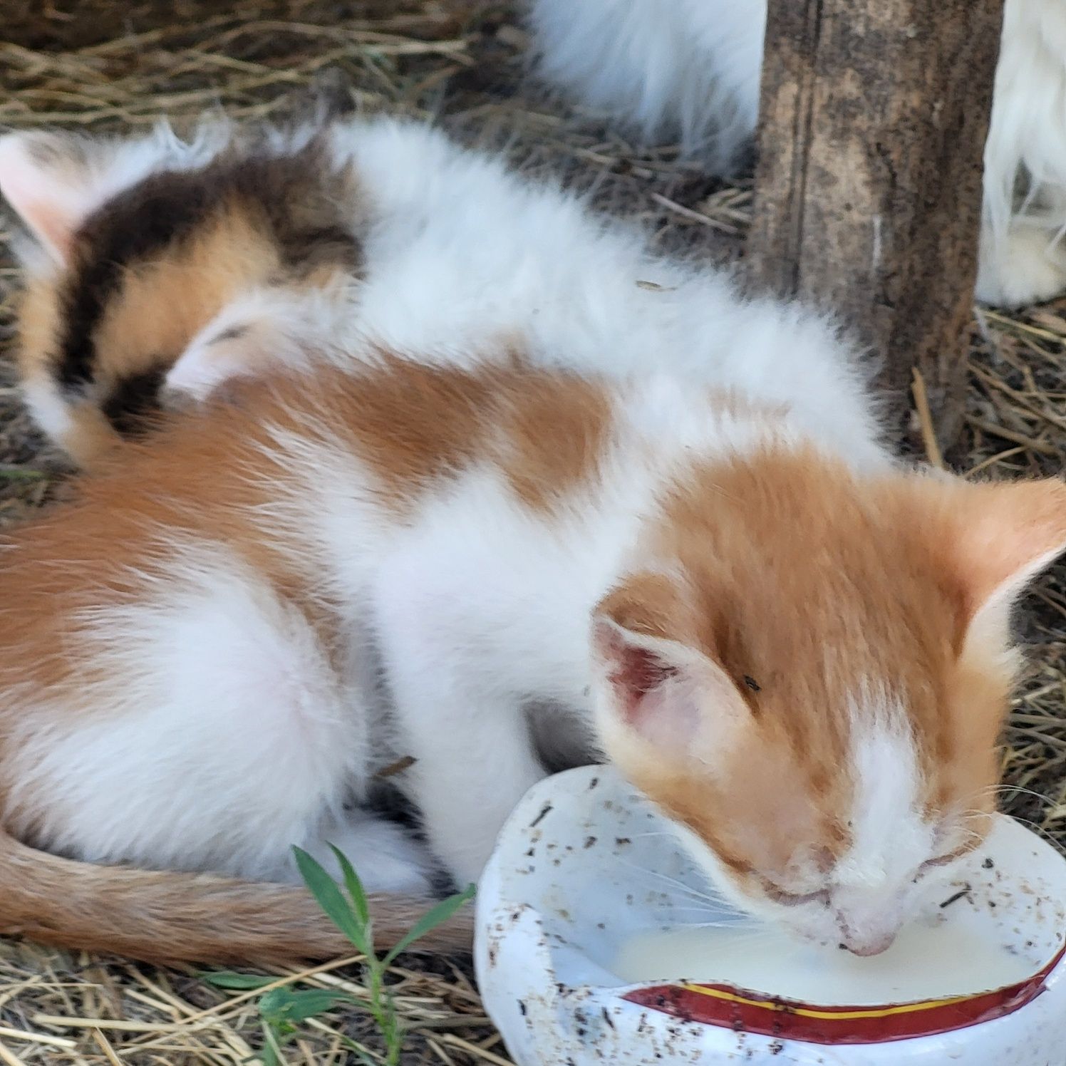 Мысықтар / отдам котят