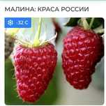 Саженцы малины Гордость России