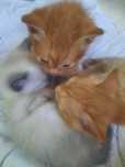 Три очаровательных котенка
