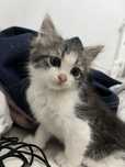 Котенок 1,5 меся