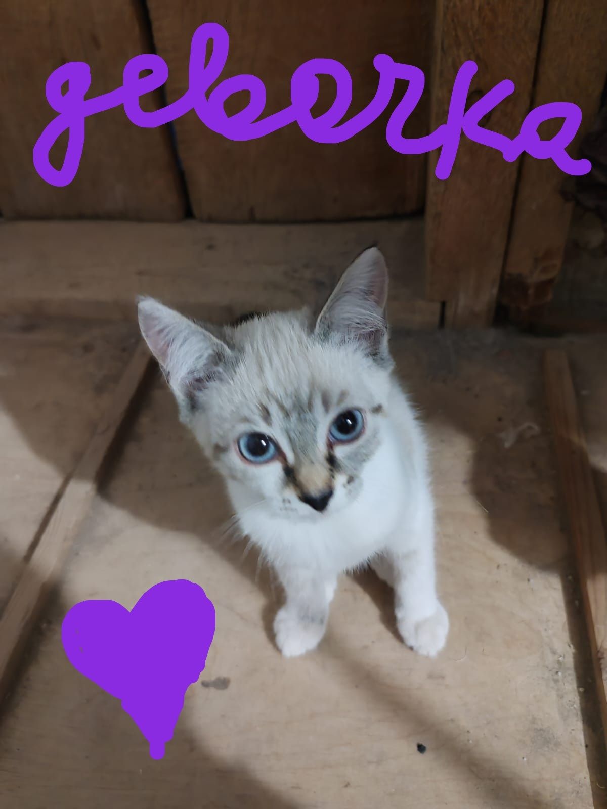 Котятки ищут дом!