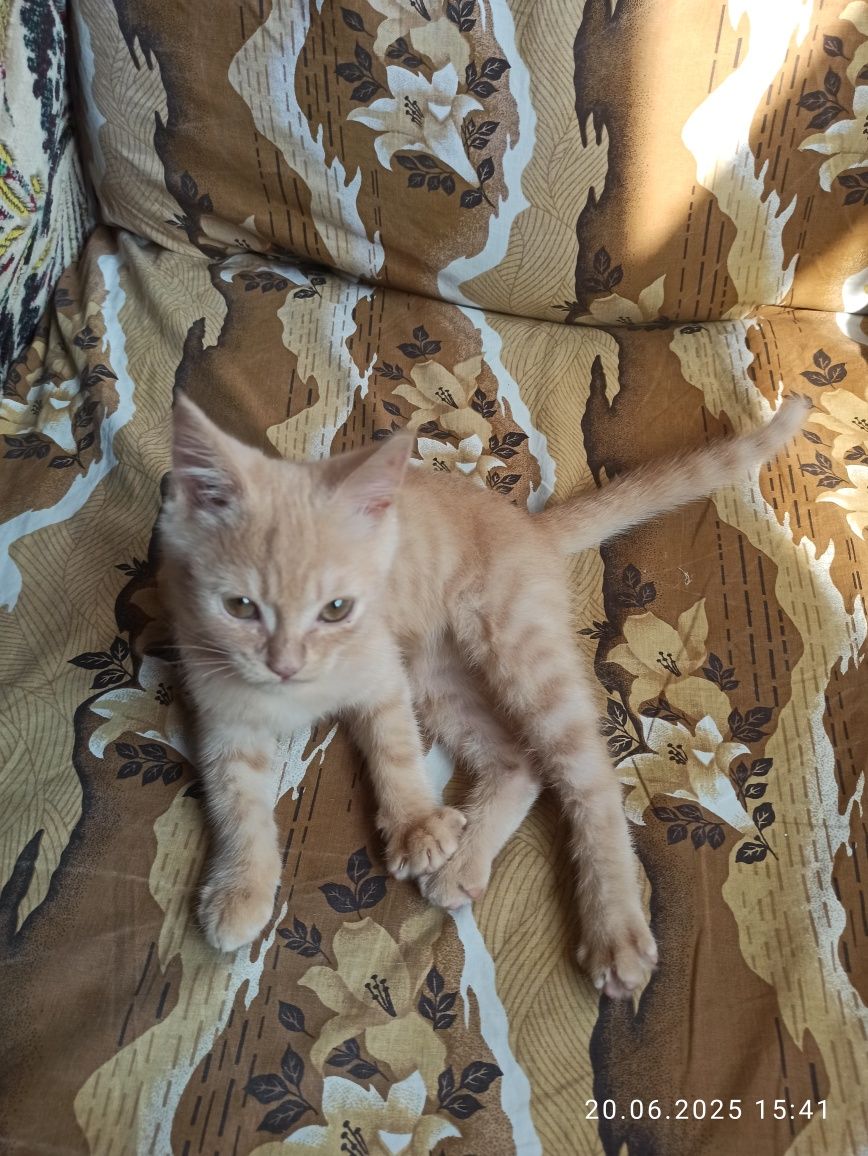 Отдам даром котенка