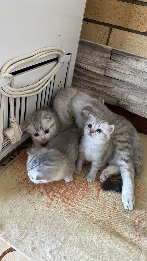 Продам Породистых Котят Шотландцы