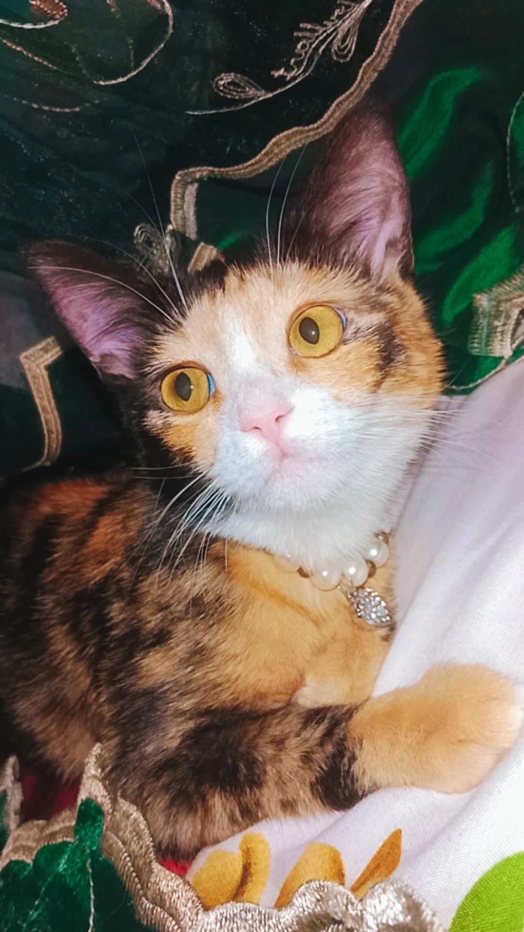 Хэппи ищет дом. Котёнок
