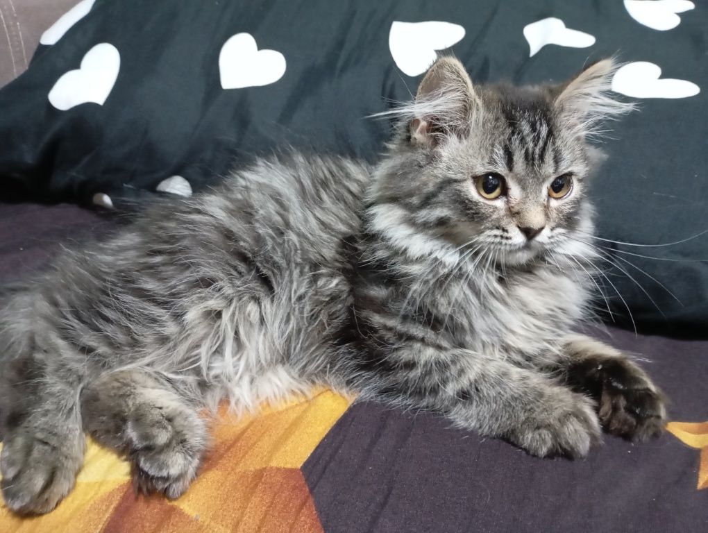 Потерял котенок.