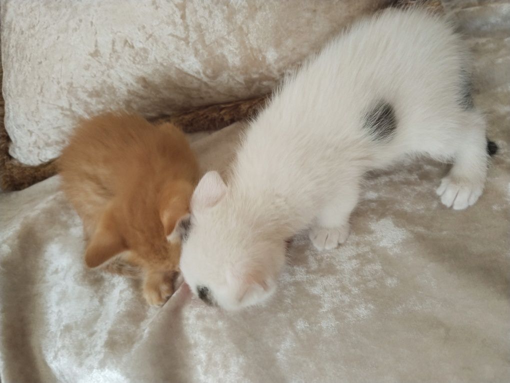 Отдам котята в добрые руки