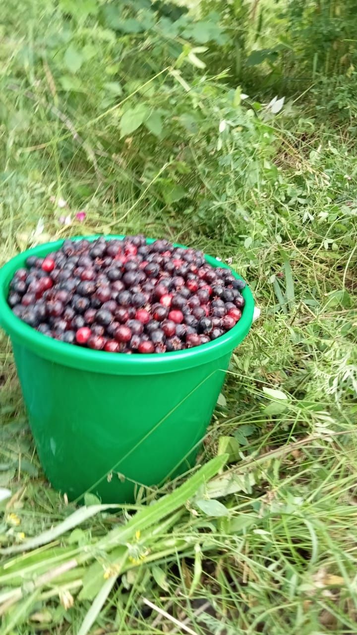 Продам иргу свежую