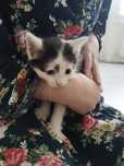 Отдам котят 1.5 месяца