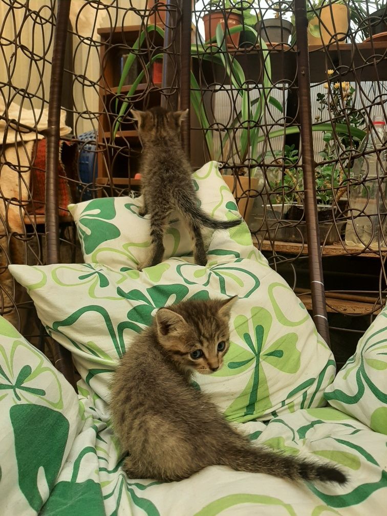 Отдам в добрые руки.
