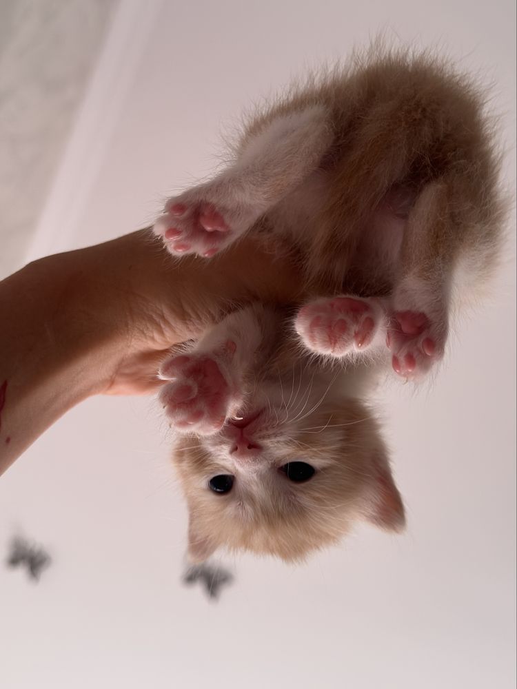 Отдам котят в хорошие, отец британец
