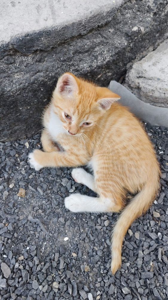 Отдам даром котят