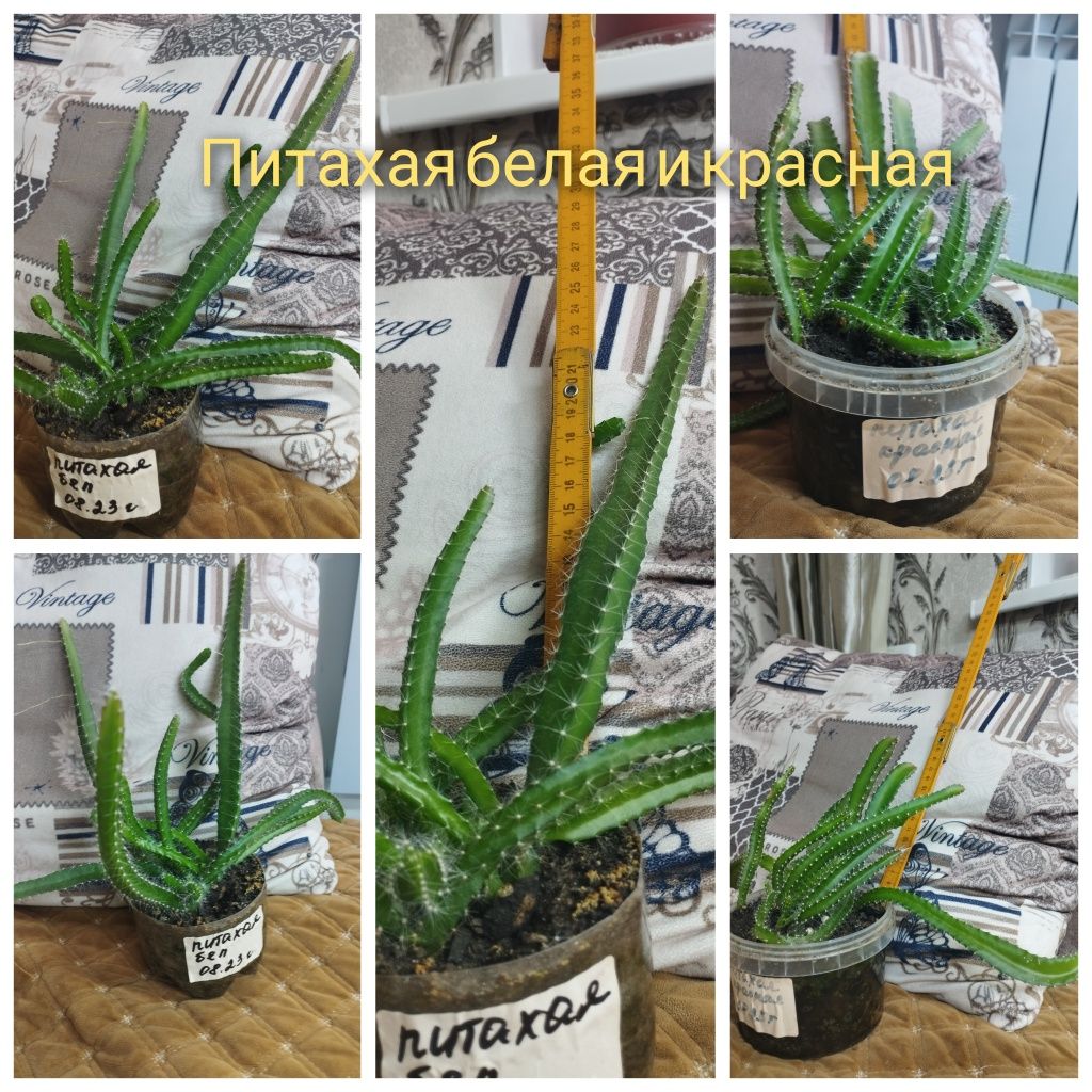 Питахая белая и красная. Продам!