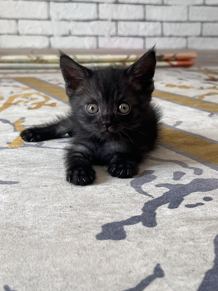котенок 1.5 месяца ,черная девочка, бесплатно