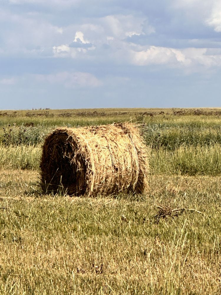 Сено, есть обмен на крс
