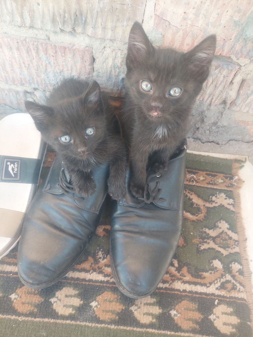 Отдаем в добрые руки котят