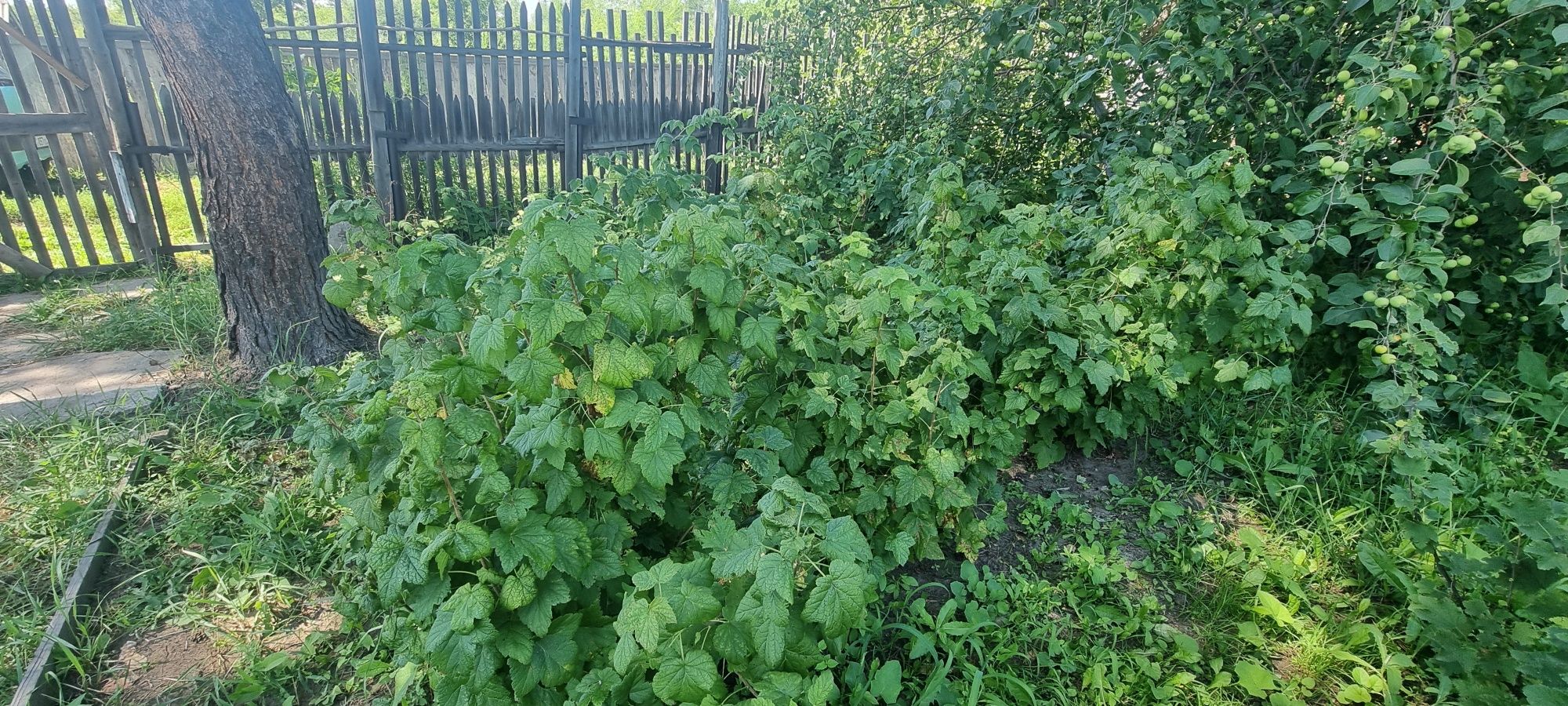 Продам дачу .Сад Здоровье.