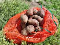Продам картофель 10 сеток по 3 ведра