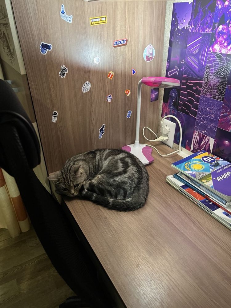 Отдам в добрые руки кошку