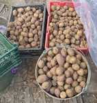 Продам Картофель для посадки