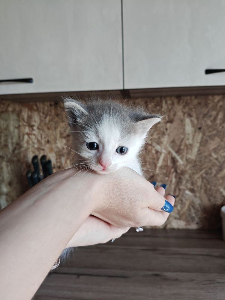 Отдам котят в добрые руки. Бесплатно