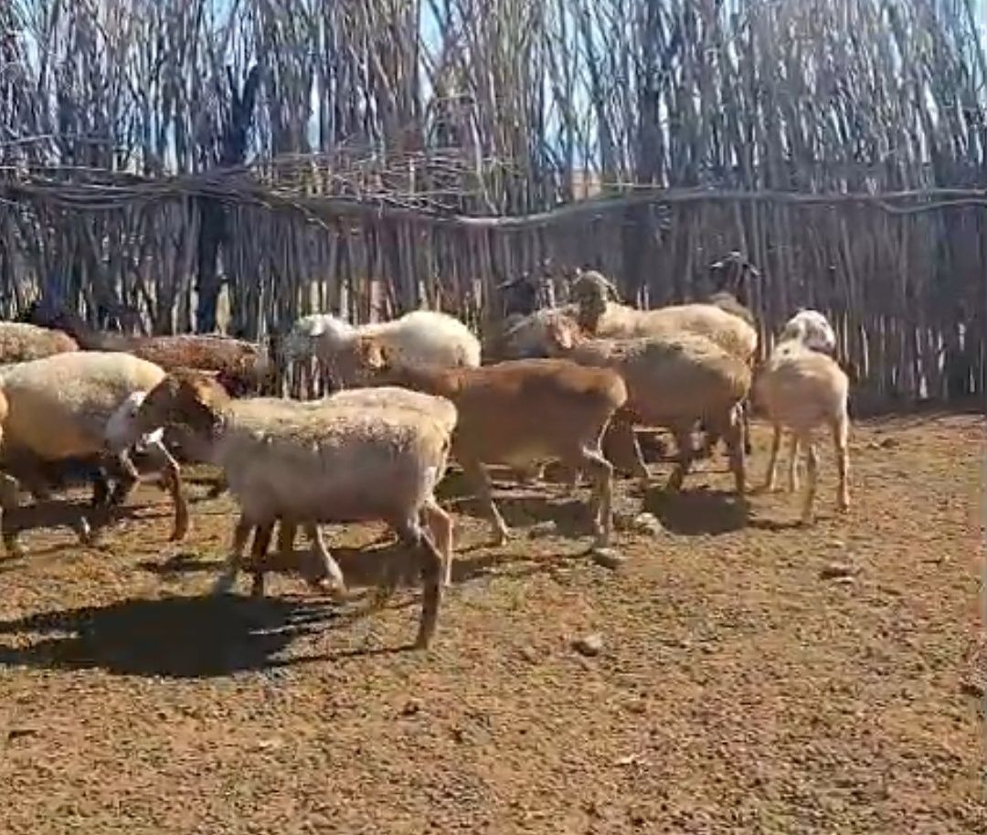 Бараны продаю казахской породы