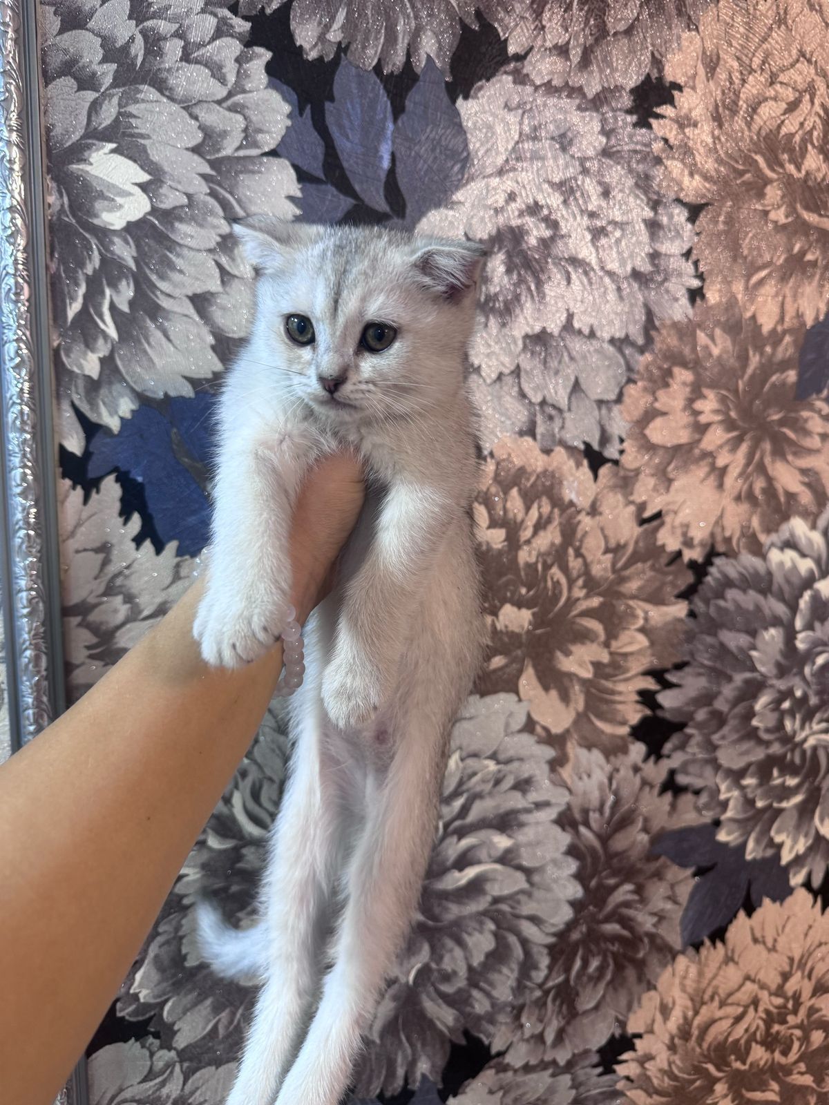 Котята серебристая шиншила