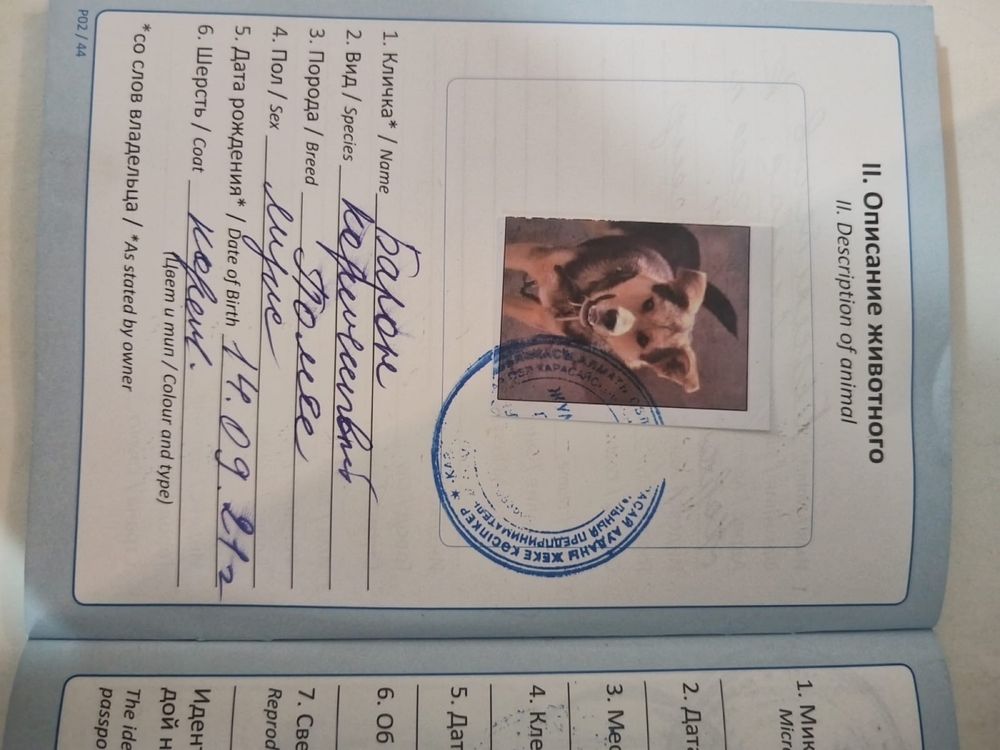 Отдам даром две собаки. Паспорты есть. Находятся а Кемертогане.