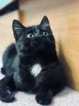 Котёнок девочка даром, кот, кошка, котик