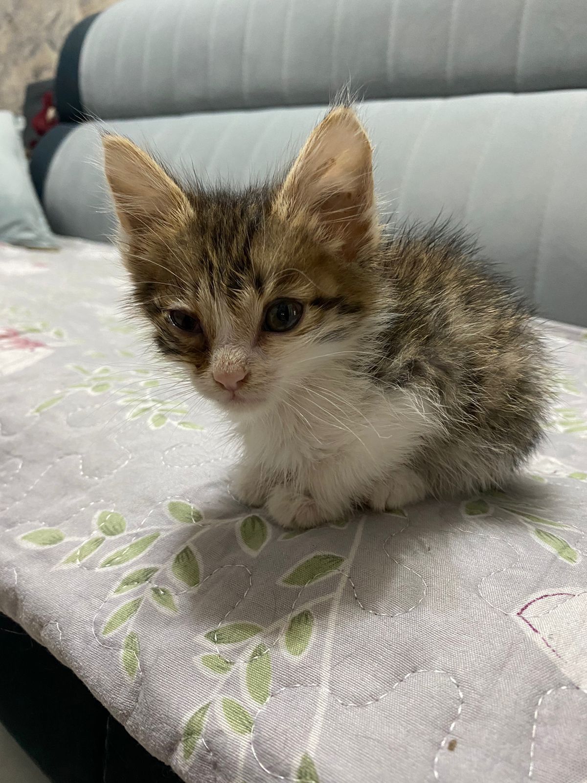 Отдам двух котят в хорошим людям.