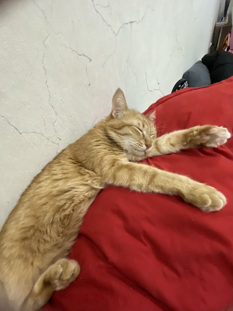 Отдам кошку в добрые руки