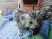отдам котят 1 месяц , разных окрасов