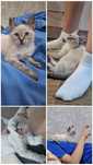 Котенок (мальчик)