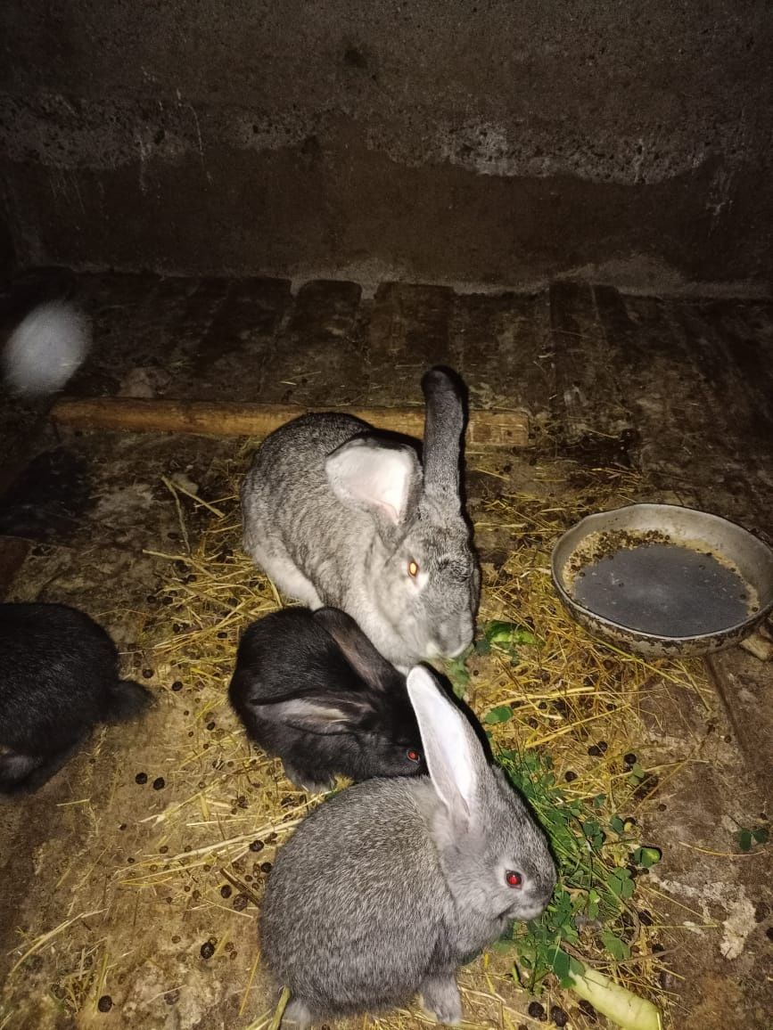 Продаются крольчата