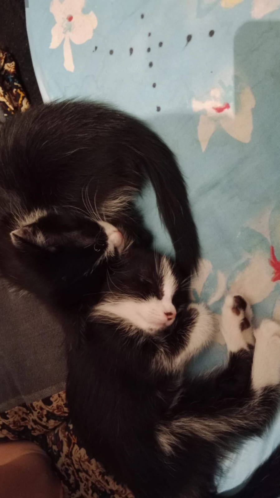 кошки Шымкент кошки