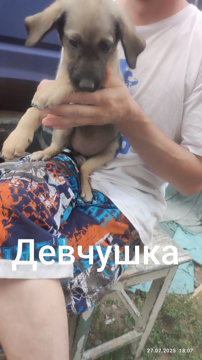 Щенок, щенки. Отдам собачку.