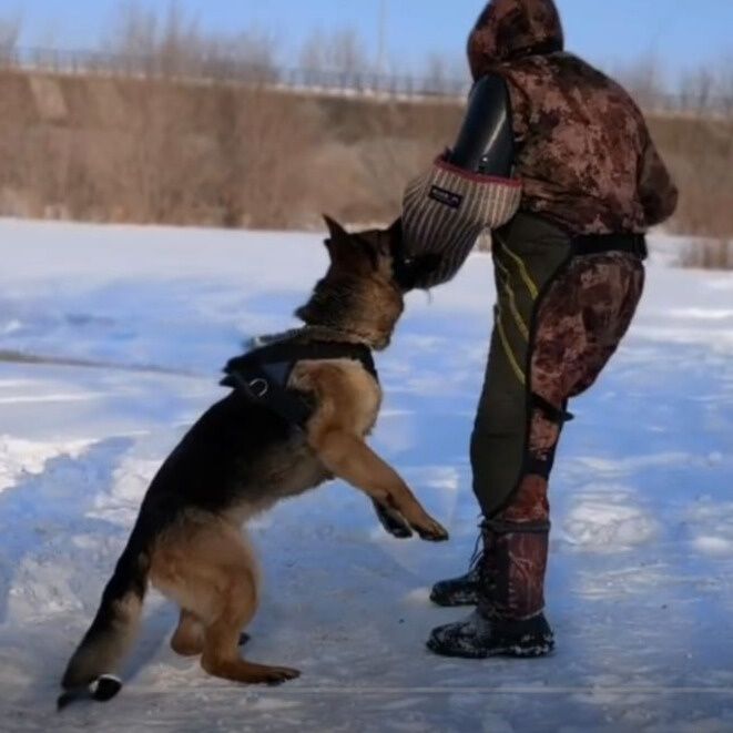Щенки немецкой овчарки