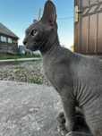 Котики Браш сфинкс
