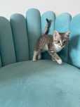 Отдам милого ласкового котенка