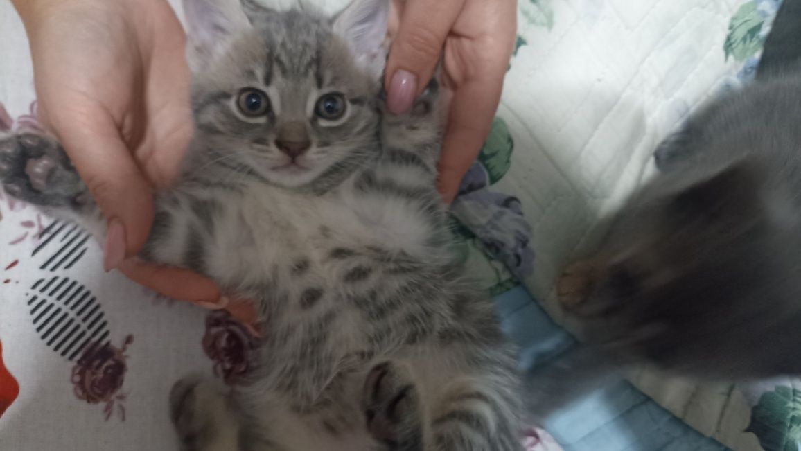 Котята, родились 25.05.25